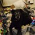 cerco cagnolina 