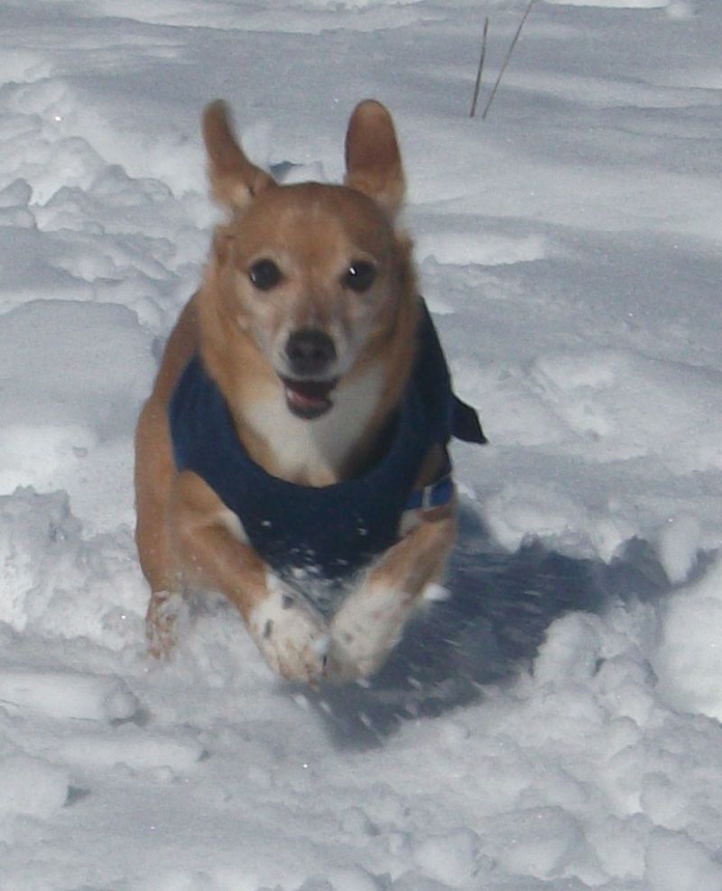 cerco cucciolo taglia medio-grande