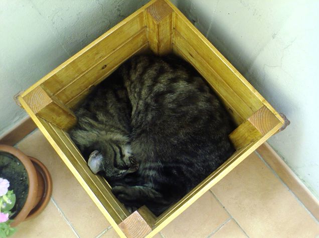 Dell'erba gatta non c'è traccia...