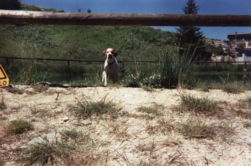 CERCO CUCCIOLO DI POINTER