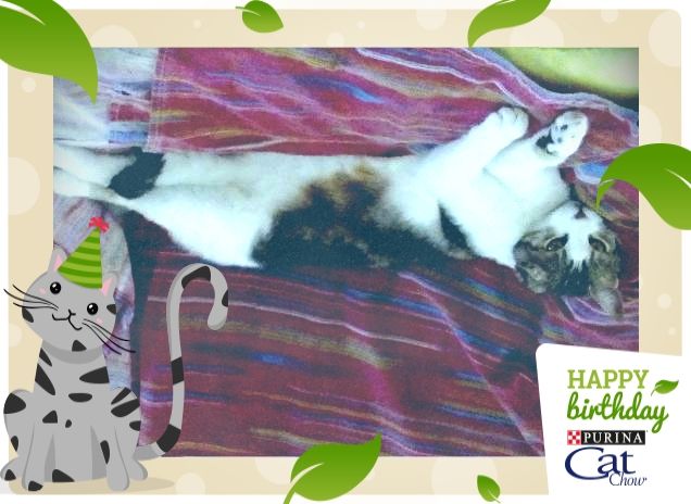 Freja la mia compagnia