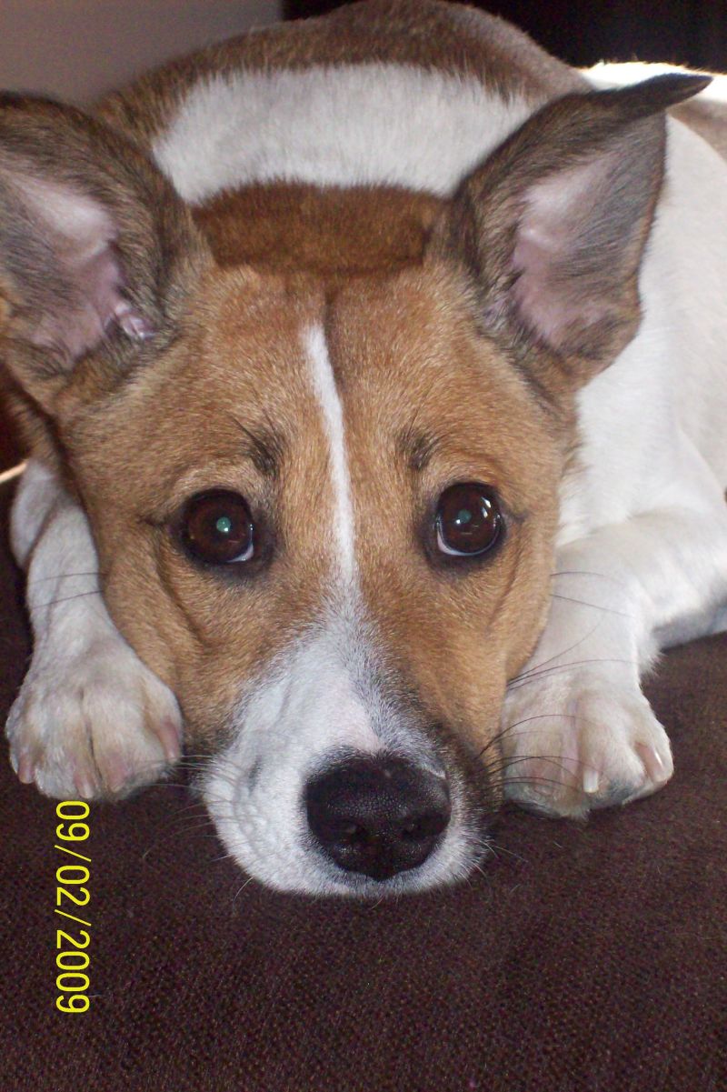 Cerco una cucciola boxer 