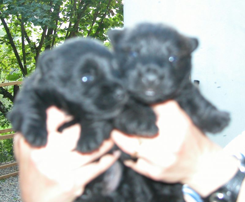 Cerco Cucciolo Femmina di Scottish Terrier