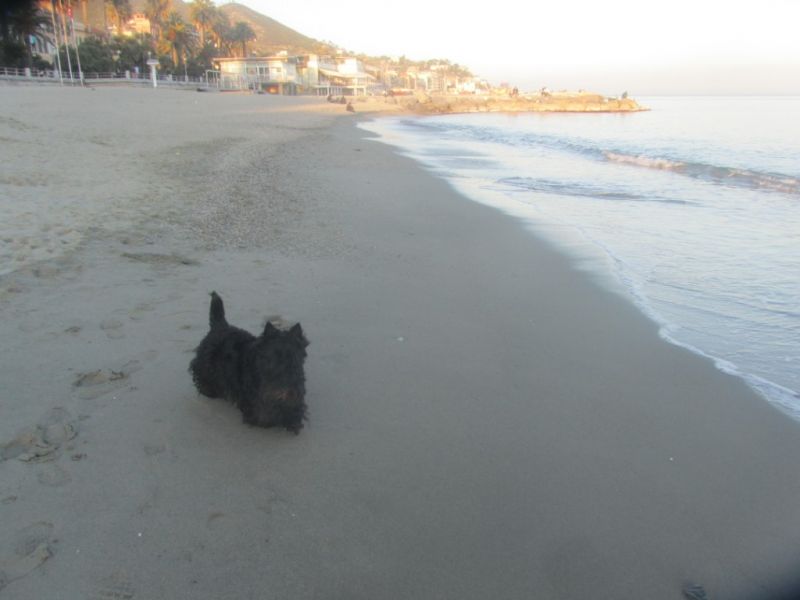 Cerco una compagna per il mio Amico a 4 Zampe