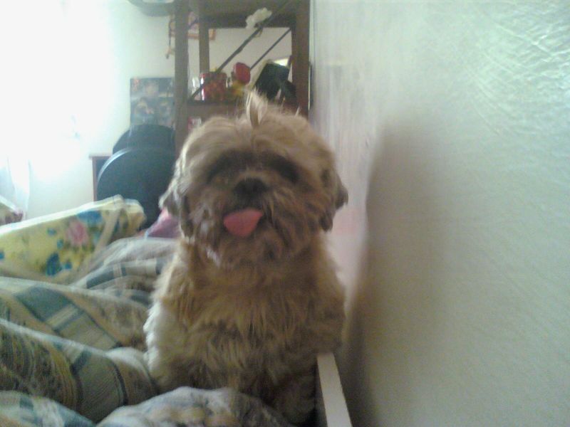 cerco cucciolo maschio incrocio di pitbull con dogo argentino