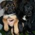Aria e Luce ♥ due cagnoline sfortunate cercano casa