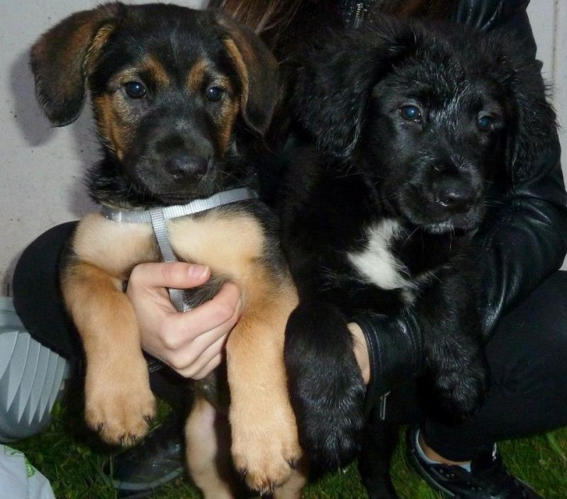 Aria e Luce ♥ due cagnoline sfortunate cercano casa