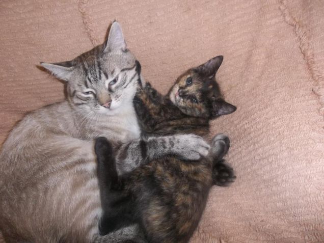 mussittone e mussitteda