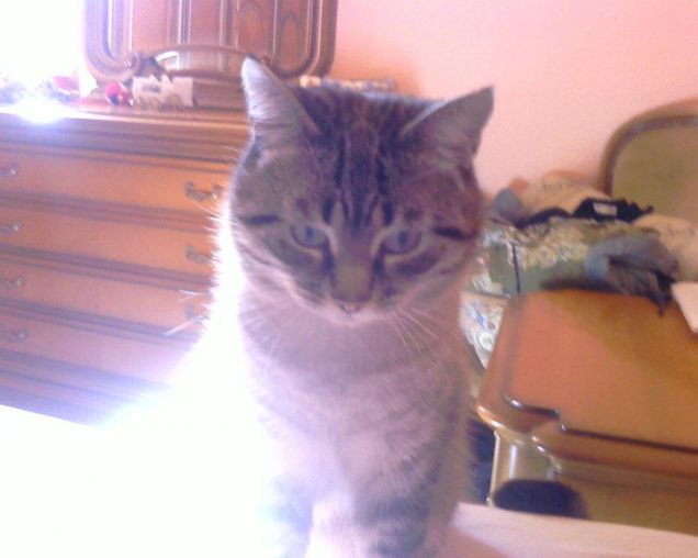 mussittone e mussitteda