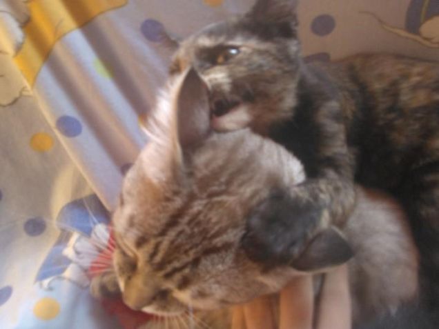 mussittone e mussitteda