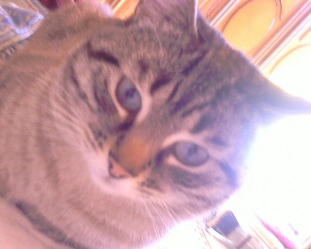 mussittone e mussitteda