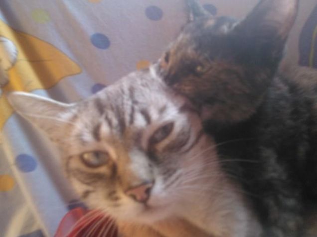 mussittone e mussitteda