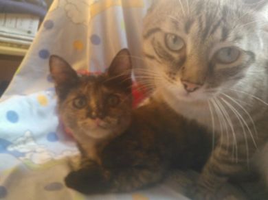 mussittone e mussitteda