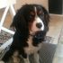 CERCO UNA FEMMINA PER IL MIO CAVALIER KING