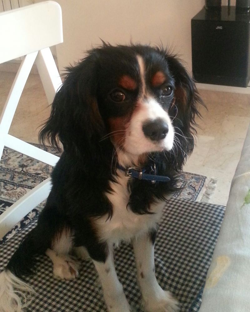 CERCO UNA FEMMINA PER IL MIO CAVALIER KING