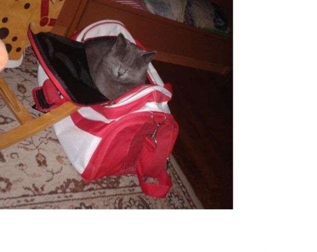 Eccomi, mi chiamo Silver!