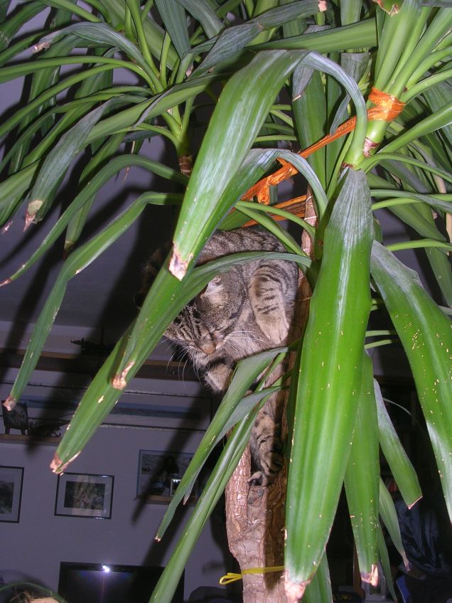 Rafael incastrato nella palma