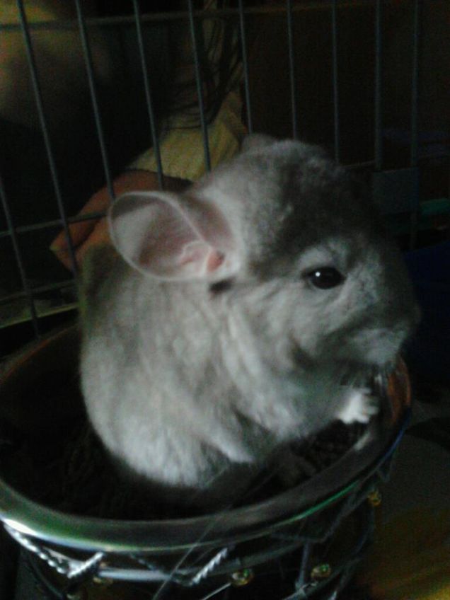 Mangiando dentro la ciotola