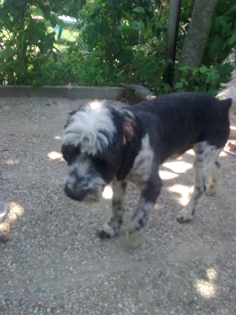 Regalo cane meticcio 