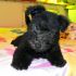 PUMI cuccioli disponibili