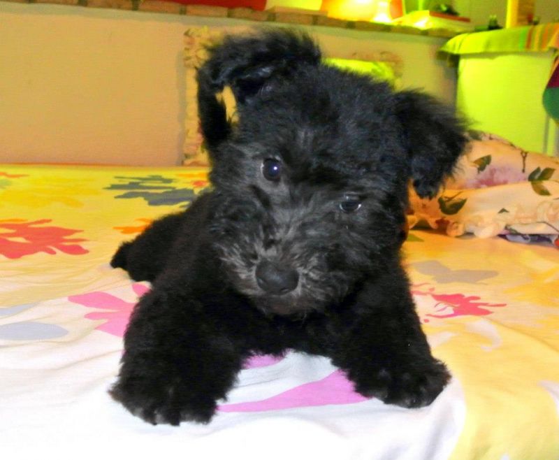 PUMI cuccioli disponibili