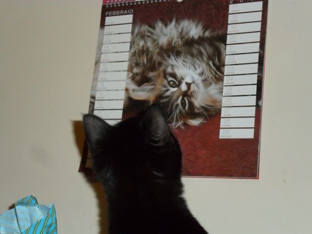 Ammira una bella gatta...