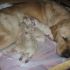 CUCCIOLATA GOLDEN RETRIEVER!!!