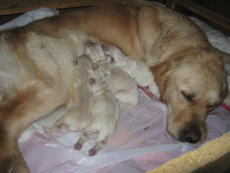 CUCCIOLATA GOLDEN RETRIEVER!!!
