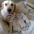 CUCCIOLATA GOLDEN RETRIEVER!!!