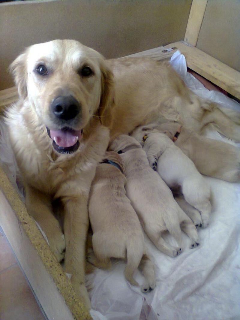 CUCCIOLATA GOLDEN RETRIEVER!!!