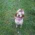 Breton maschio 8 anni con pedigree disponibile per accoppiamento