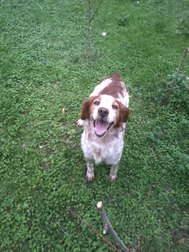 Breton maschio 8 anni con pedigree disponibile per accoppiamento