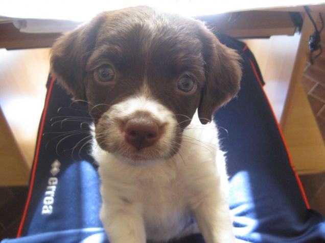 Asia bretoncina curiosa