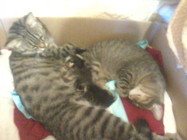 mamma,figlia maggiore e cuccioletti