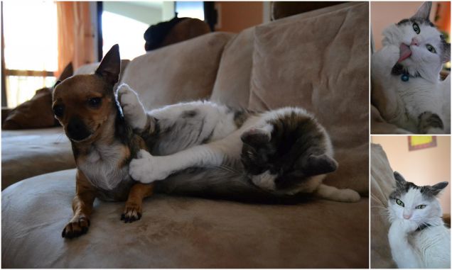 Cane, Ti voglio bene, ma puzzi troppo!