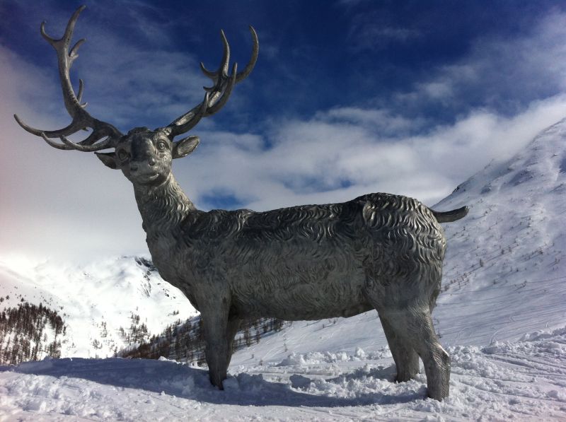 cerco gattino bengala