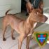 Podenco iberico 