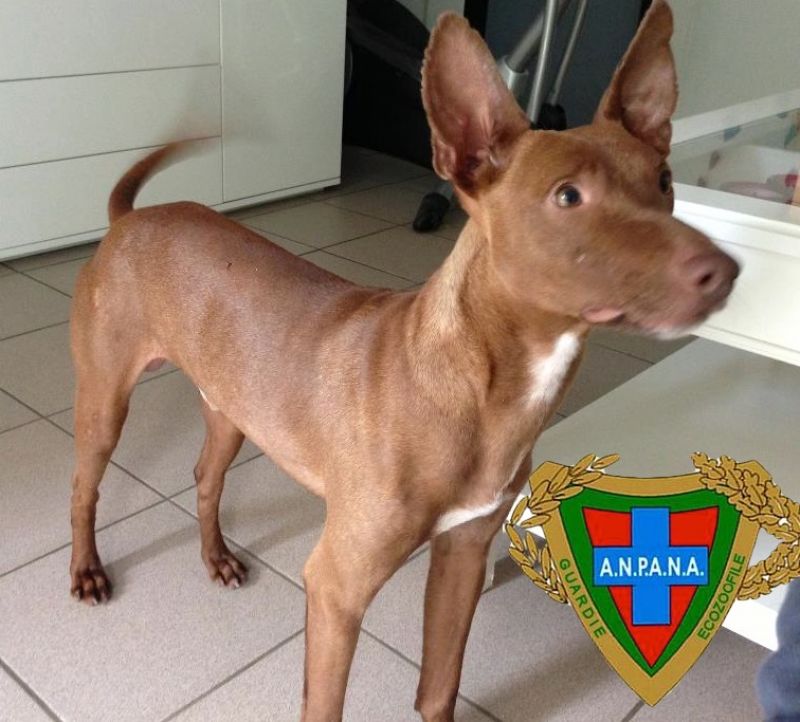 Podenco iberico 