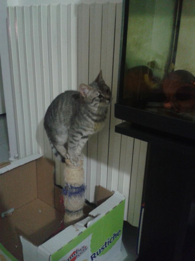 Pino e il suo equilibrio!