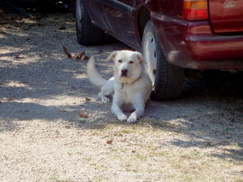 cerco cuccioli in regaLO