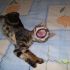 gattino