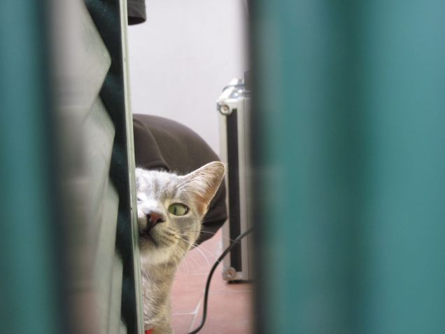 Ginger ed i suoi giochi a nascondino!