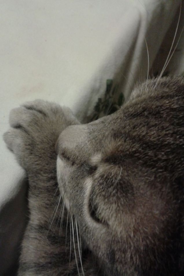 Cosa si mangia oggi?