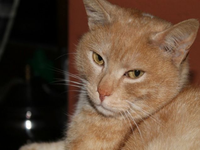 sono così fotogenico! non credi?