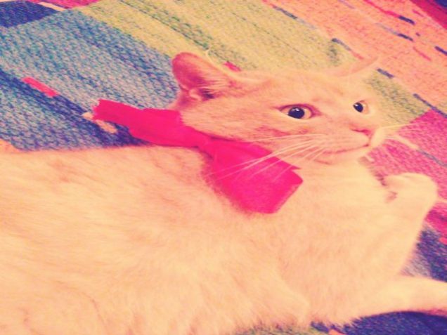 non trovate che mi dona questo fiocco rosso? sono proprio bello!