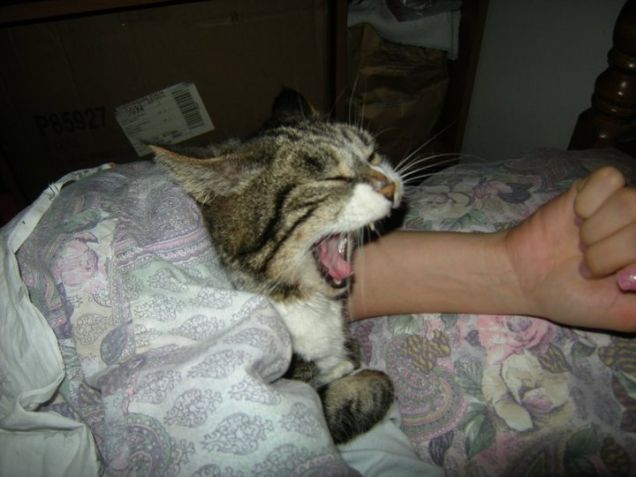 micia in pieno sbadiglio