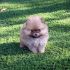 Cerco Spitz Nano cucciolo (Volpino di Pomerania)