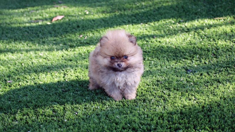 Cerco Spitz Nano cucciolo (Volpino di Pomerania)