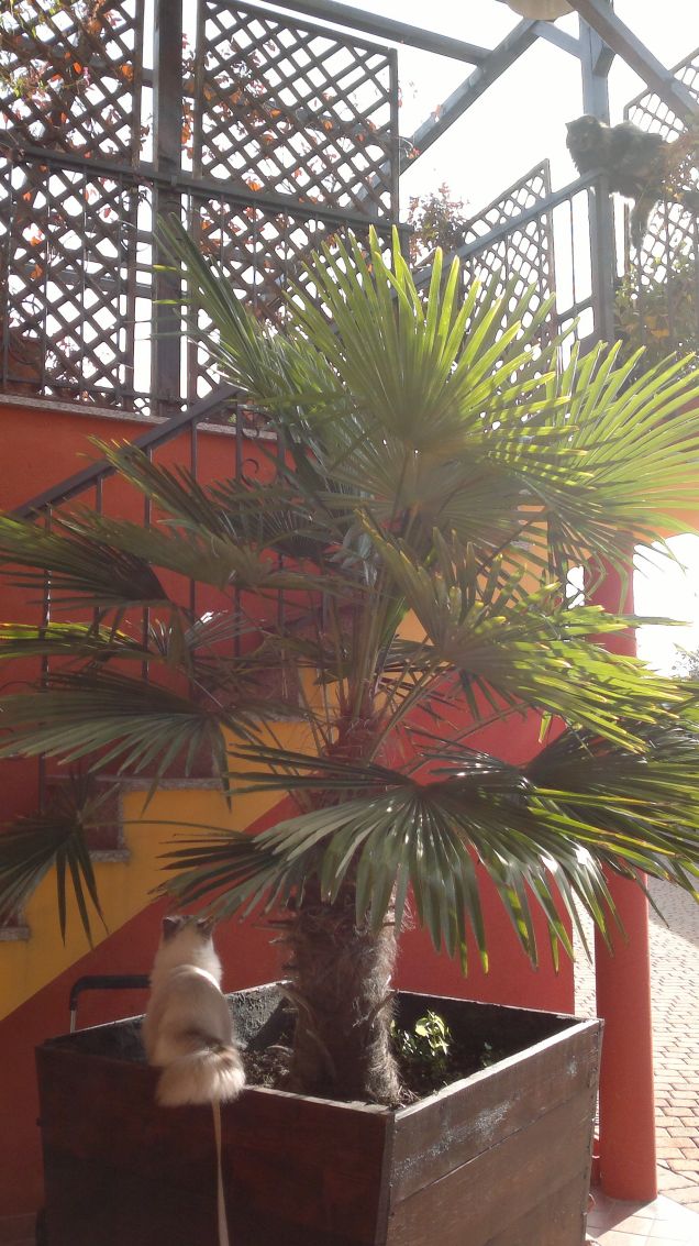 Giulietta e Ro-MeOoo!!!