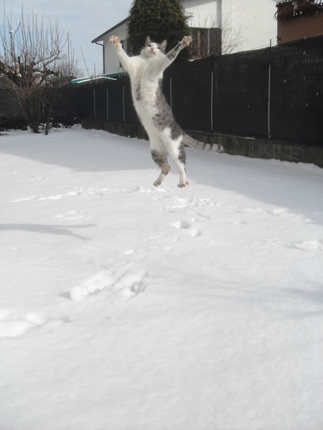 Un salto sulla neve!